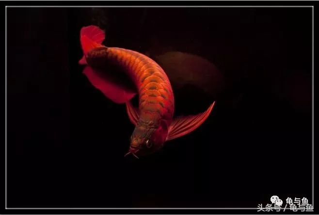 三合一过滤水泵正确用法,三合一过滤泵和潜水泵哪个好