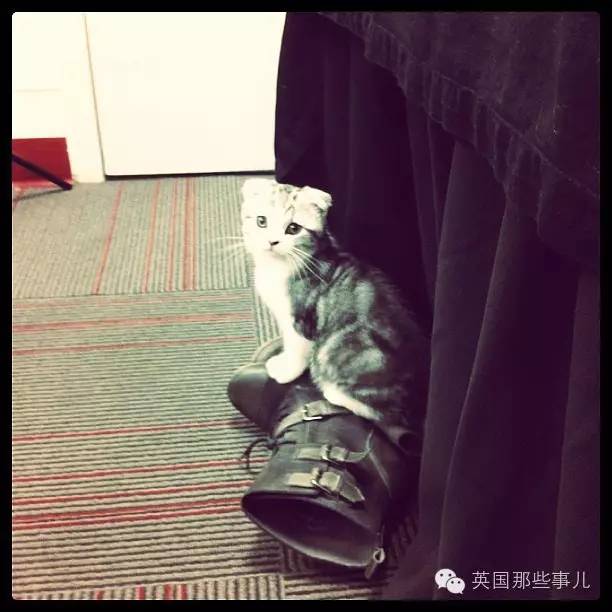 霉霉和她的猫咪,霉霉两只猫叫什么名字