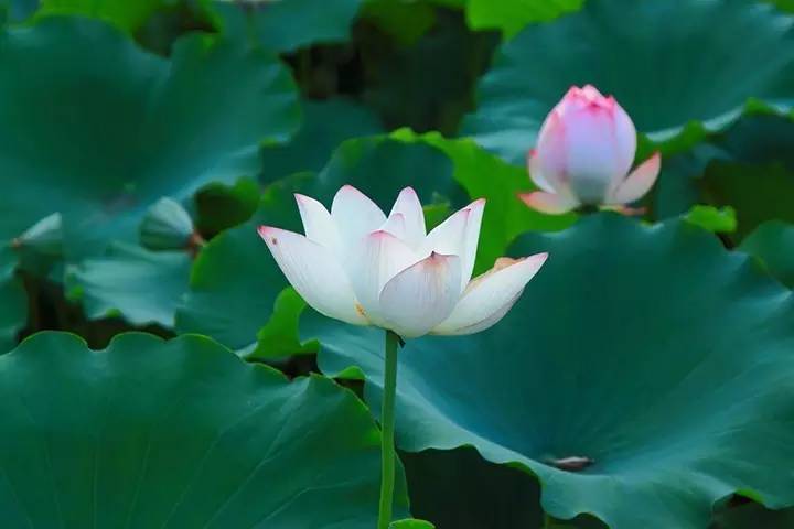 暗黑系石楠花退场的夏天,谁才是武汉新一轮的夏花担当?