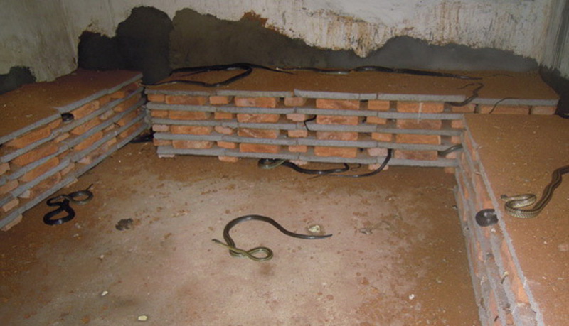 人工养殖蛇可以家养吗,人工喂养的蛇是不是犯法的