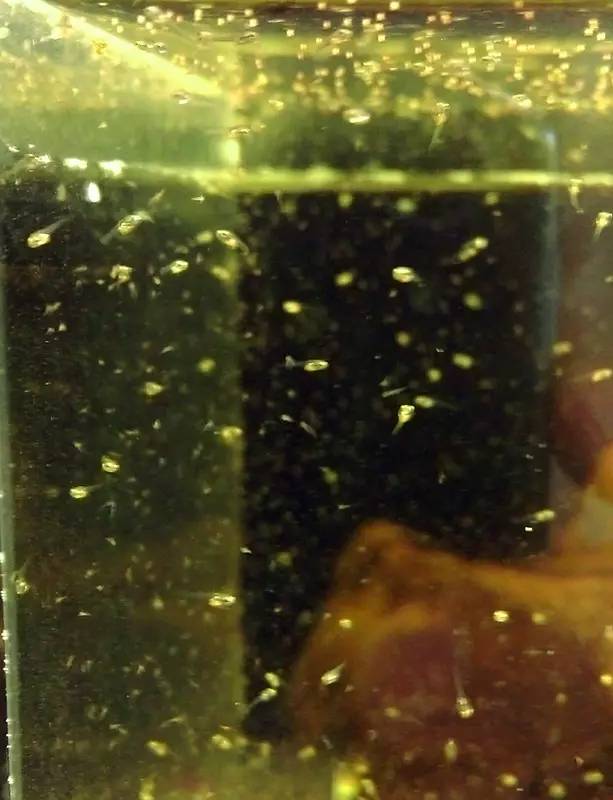 血脉奋“斗”历程--国斗繁殖实录(1)生命的起源