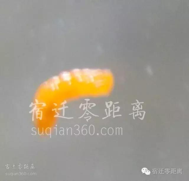 桑葚里爬出虫子,桑葚放大里面有虫子