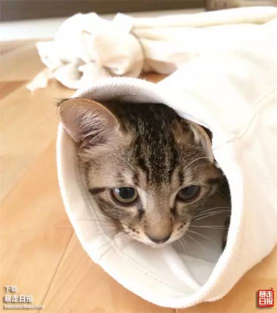 猫突然不见了该怎么办,早上喂猫发现猫不见了