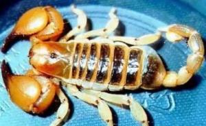 古代最邪恶的“苗疆八大巫蛊术”,这个皇帝就是因他家破国亡