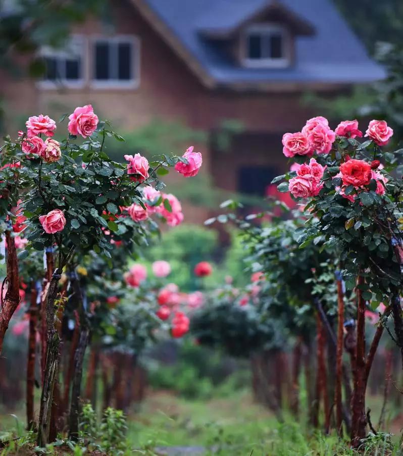 正是玫瑰盛开时,南京的玫瑰园盛开的季节是何时