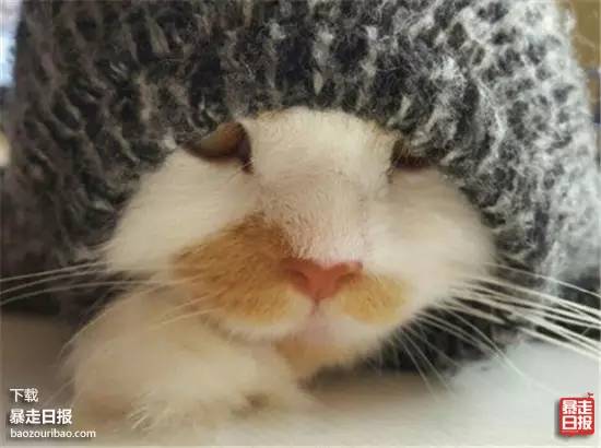 猫突然不见了该怎么办,早上喂猫发现猫不见了