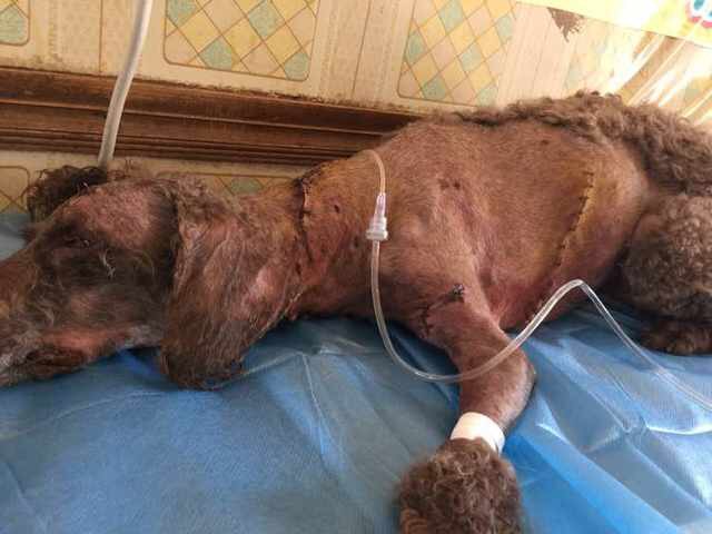 小狗脖子被撕烂险丧命，被缝48针惨不忍睹。