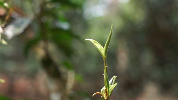 齐白石茶,齐白石茶叶作品