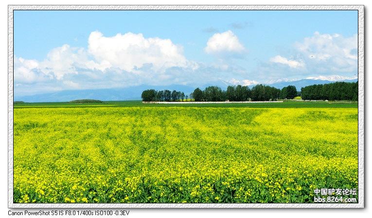 梦里花开——*疆新**，又一次的心动