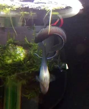 血脉奋“斗”历程--国斗繁殖实录(1)生命的起源