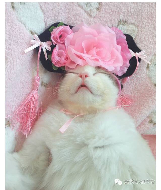 养猫新手入门必知猫薄荷,猫薄荷栽培方法有哪些