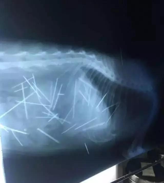 PO!闻主人臭脚狗狗转头作呕外国情侣办婚礼请1000只喵星