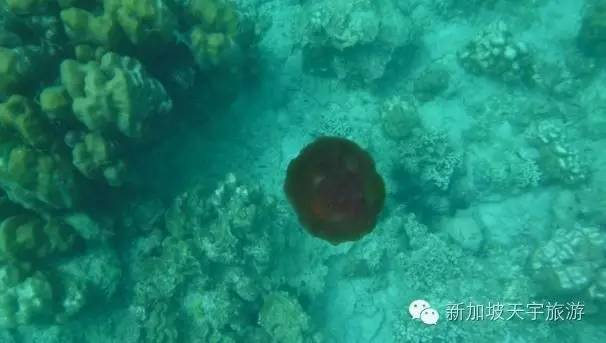 泰国的马尔代夫丽贝岛,泰国马尔代夫的海岛