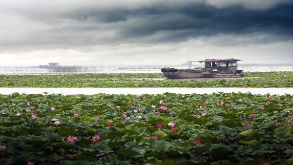 滕州微山湖红荷湿地游览攻略,自驾游山东滕州微山湖红荷湿地