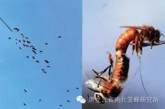 养蜂的蜜蜂是怎样变成蜂王的 (养蜜蜂的蜂农是怎样养蜂的)