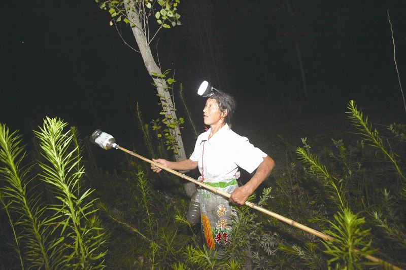 捉知了的妙招,农村抓知了最佳方法