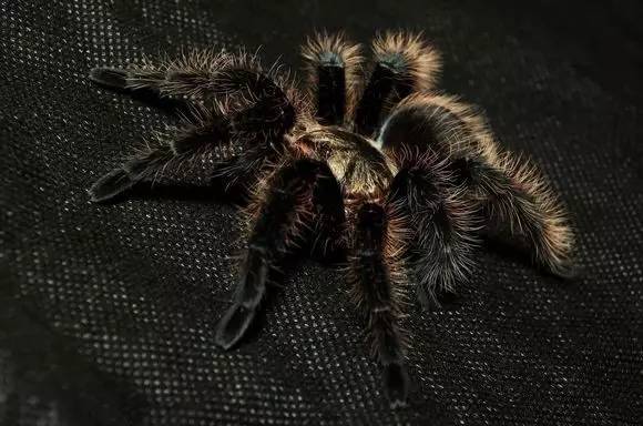 适合新手养的蜘蛛推荐,新手推荐蜘蛛品种