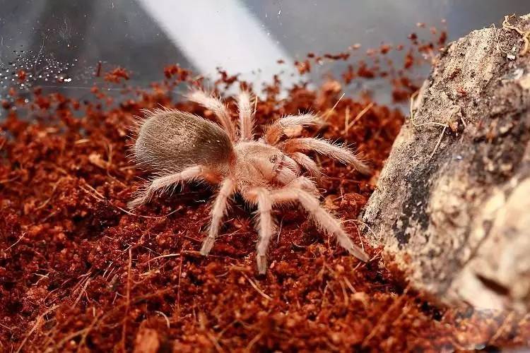 适合新手养的蜘蛛推荐,新手推荐蜘蛛品种