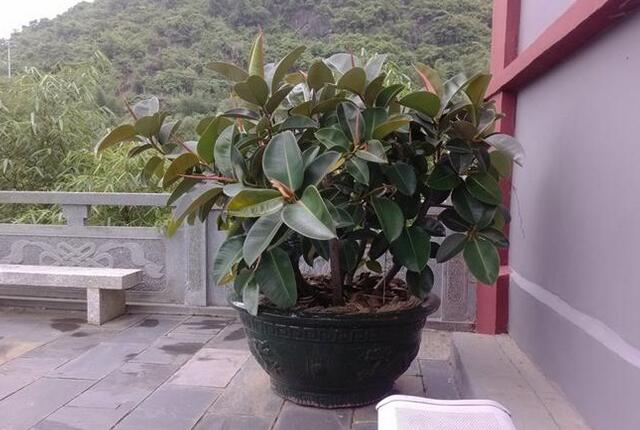 现在季节养哪些观叶观花的植物,室内水培观叶植物100种名字