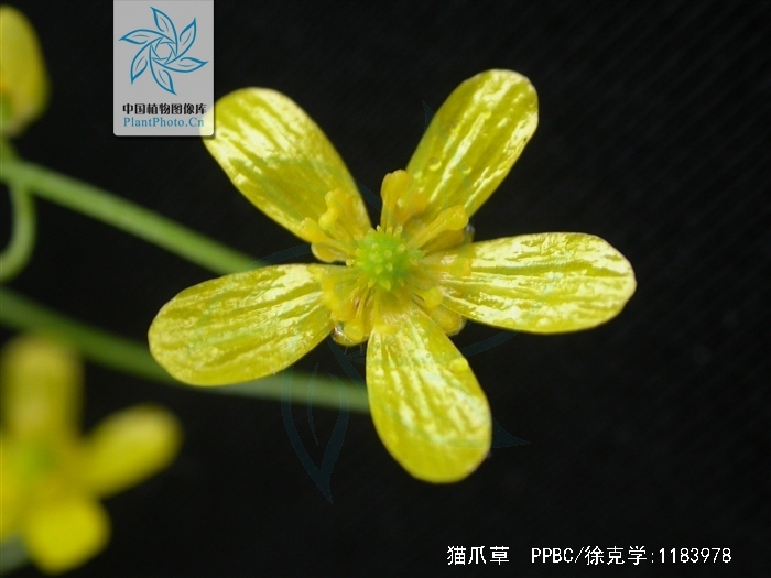 自然界中有什么治疗肺结核的植物,猫耳草治疗肺结核