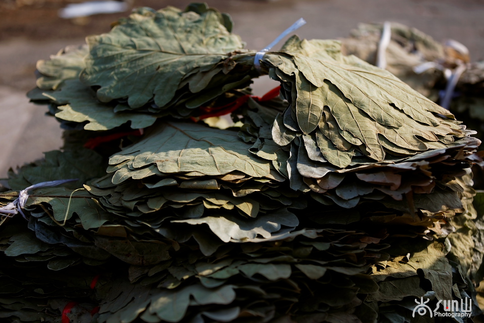 我们对它视而不见，任其自生自落，日韩却大量从中国进口！