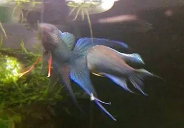 血脉奋“斗”历程--国斗繁殖实录(1)生命的起源