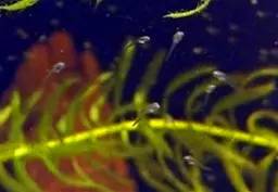 血脉奋“斗”历程--国斗繁殖实录(1)生命的起源