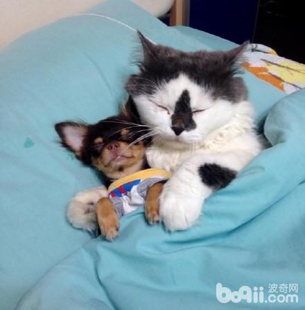 喵老大集齐了7只吉娃娃小弟，可以召唤神龙了，哈哈！