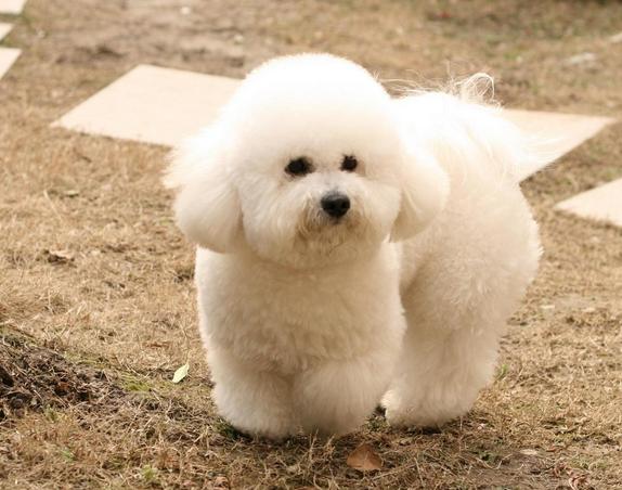 有什么办法有效的解决比熊的泪痕,解决比熊泪痕的秘诀是什么