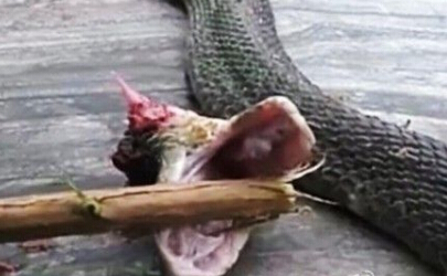 打蛇打七寸真的能把蛇打跑吗,遇到蛇可以打蛇打七寸吗