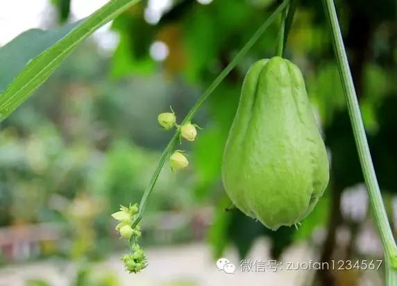 餐桌上的“福寿瓜”，别看长得奇怪，却能影响你的智力！