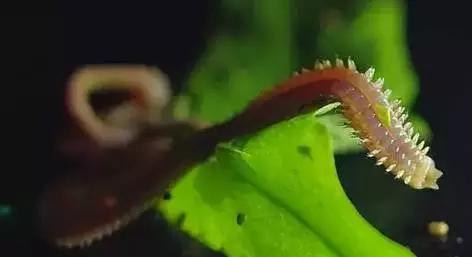 真正的福建美食,福建十大恶心料理