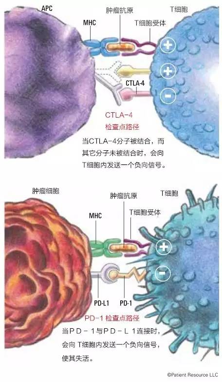 癌症做免疫组化的意义,癌症细胞免疫治疗