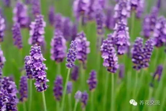 有驱蚊效果的适合室内种植的植物,夏日庭院必种的16种驱蚊植物