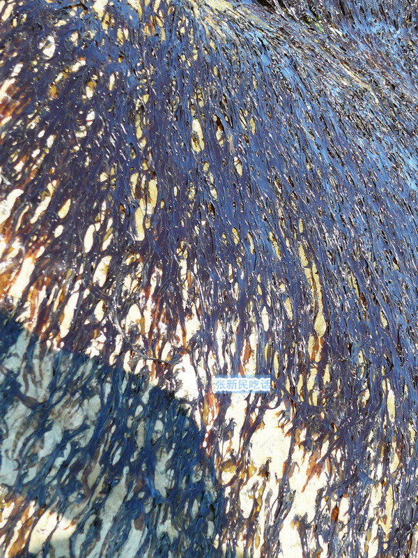 紫菜堪称海藻之王，但潮汕人为什么要说“浪险过打紫菜”呢？