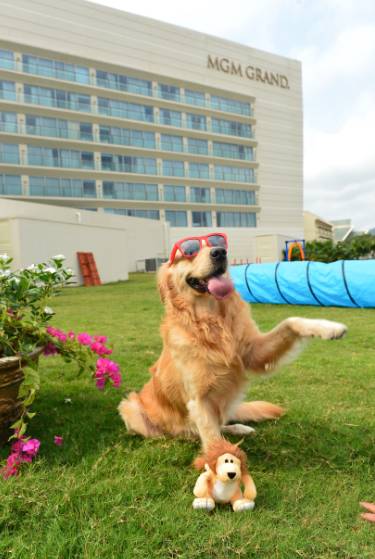 亚龙湾美高梅蜜月,海棠湾红树林和亚龙湾美高梅