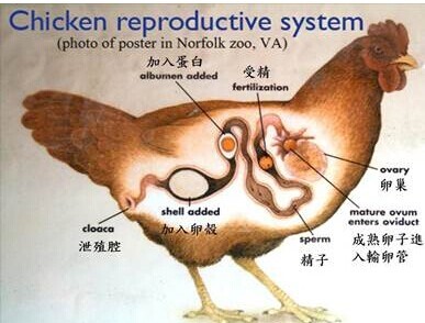 鸡蛋在蛋鸡体内的怎么形成的?