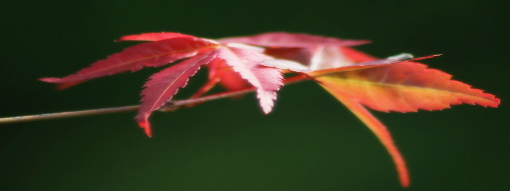 一片叶子的现代诗,一片叶子诗句