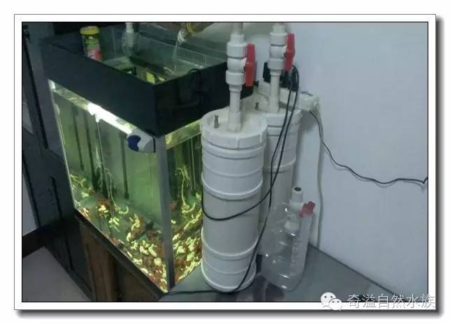 水族新手养鱼攻略,鱼缸养鱼攻略新手必备