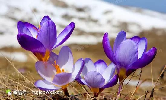 藏红花美容养颜活血化瘀,藏红花能美容养颜吗