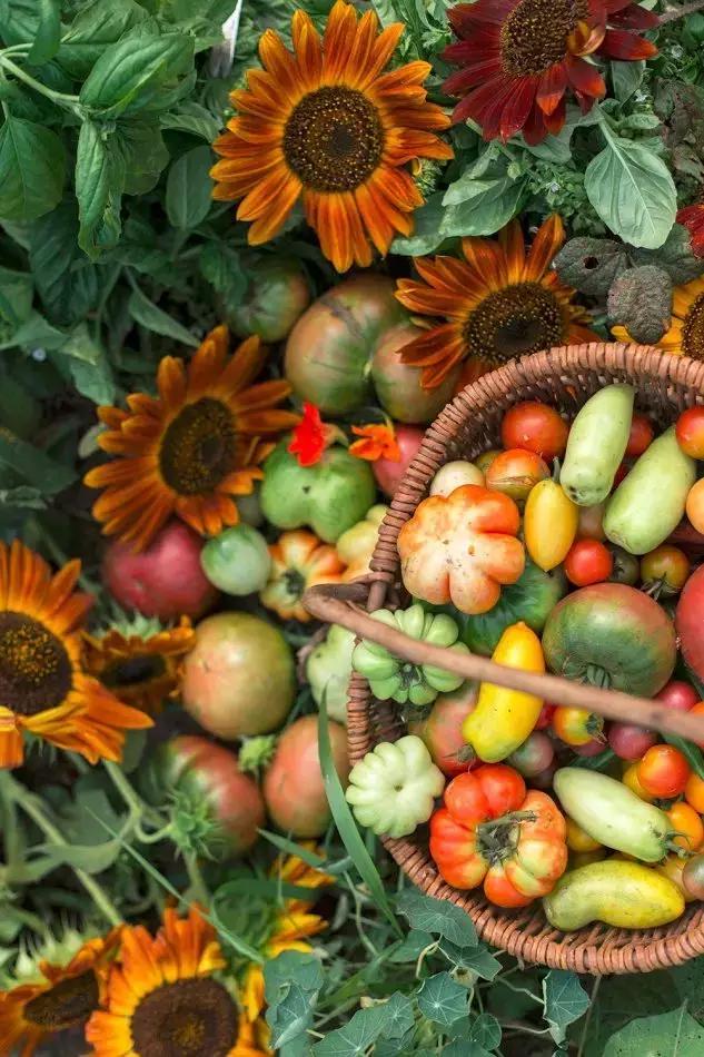 这个男孩子回家租了快地，过起了归园田居的日子