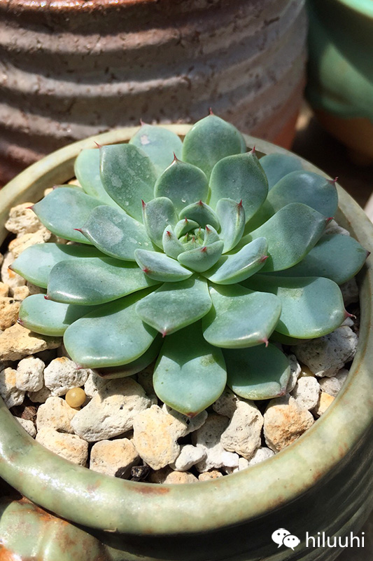 不小心把多肉弄松了怎么办,多肉长得不好看怎么矫正