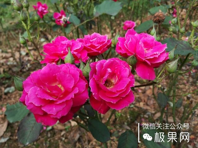 翻转吧摄像头,前后都能照出完美的照片:荣耀7i体验