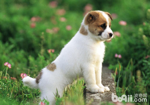 如何给狗狗快速止血,给狗狗脚底止血的最好方法