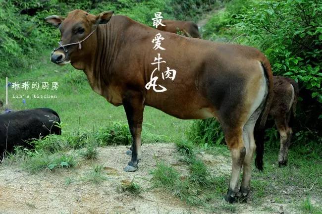 娼睍鎵撹竟鐐夌墰鑲変父鍘傚,娼睍鎵撹竟鐐夌墰鑲変父浠锋牸