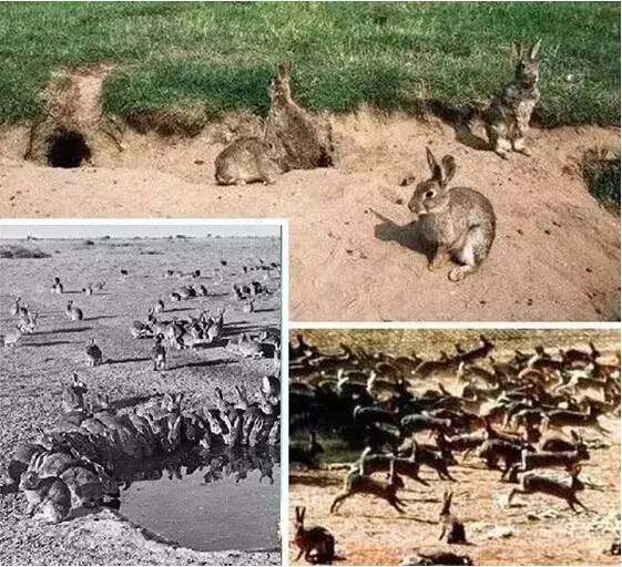 海淘天价蚂蚁｜万一被咬剧烈疼痛，就像赤脚走在火炭上、铁钉扎入脚后跟！