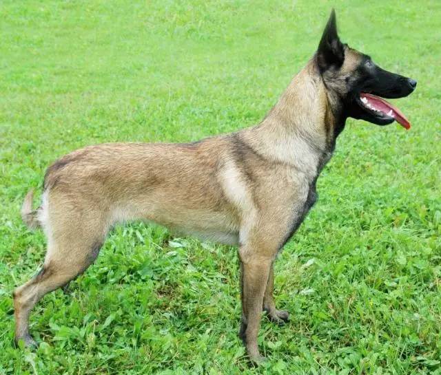 极品丁香色陨石边牧图片,陨石色边牧为什么不建议养