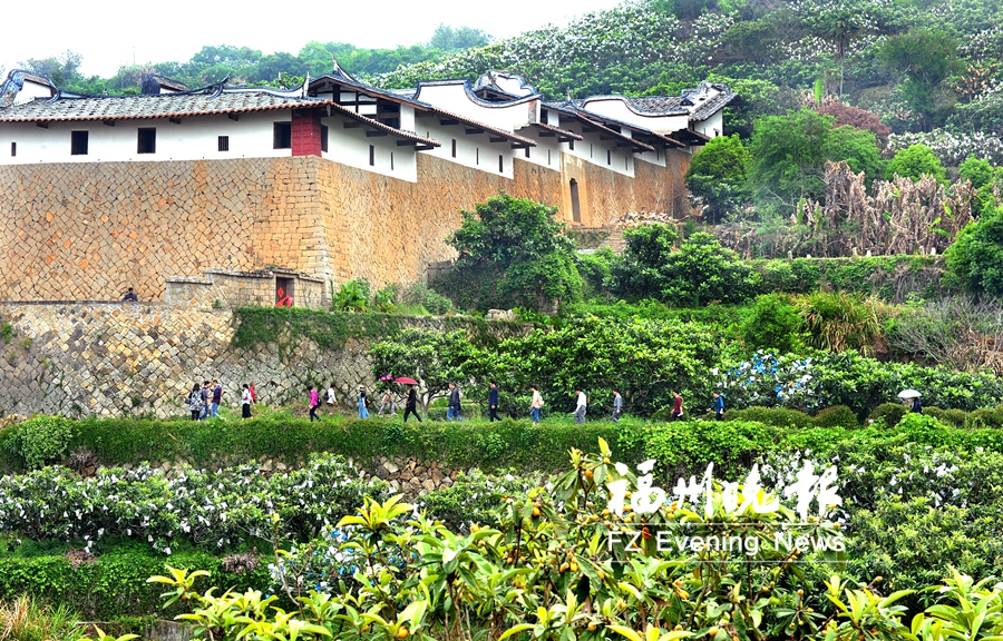 第七届福清一都枇杷节,福州福清枇杷丰收季举行