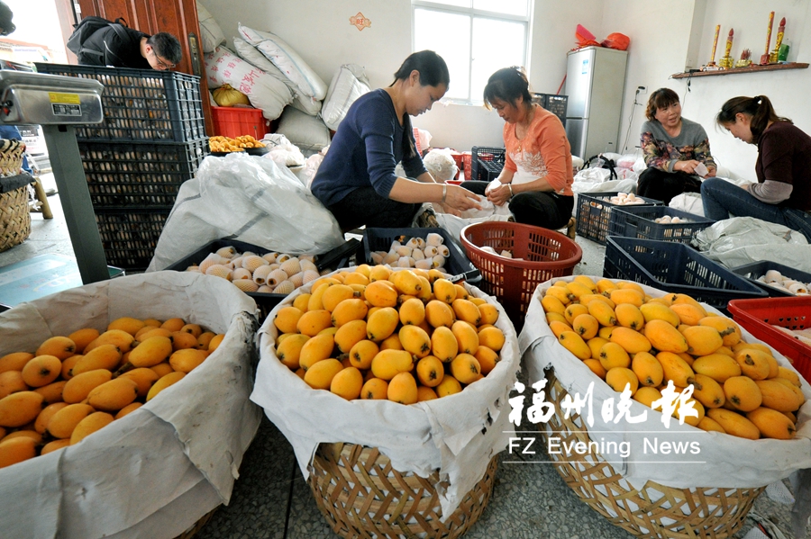 第七届福清一都枇杷节,福州福清枇杷丰收季举行