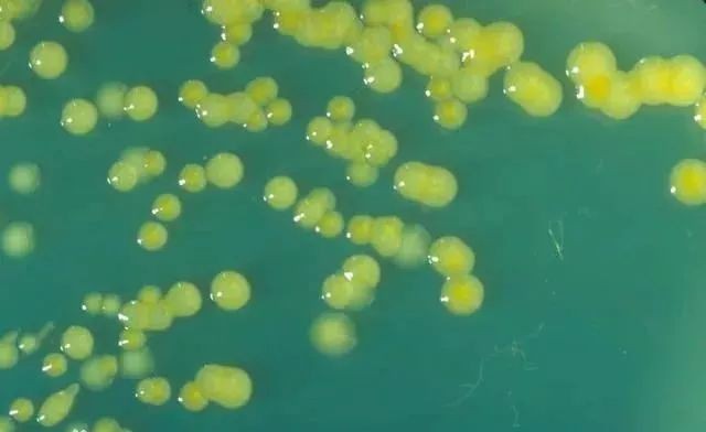 什么奶粉不受核污染影响,多国奶粉受污染怎么办